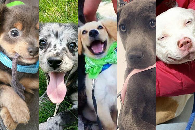 A alegria desses cachorrinhos adotados vai te contagiar! 