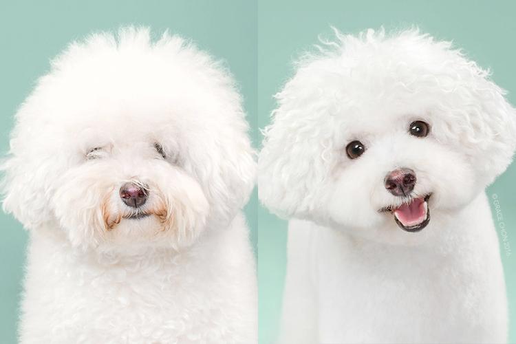 Confira o ensaio de fotos desses cachorros em um antes e depois de uma sessão de tosa que transformou os peludos na coisa mais linda do mundo!