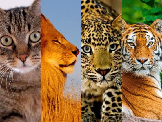 Gato, leão, onça ou tigre? Cada um desses felinos possui uma personalidade singular. E qual deles te representa? Descubra!