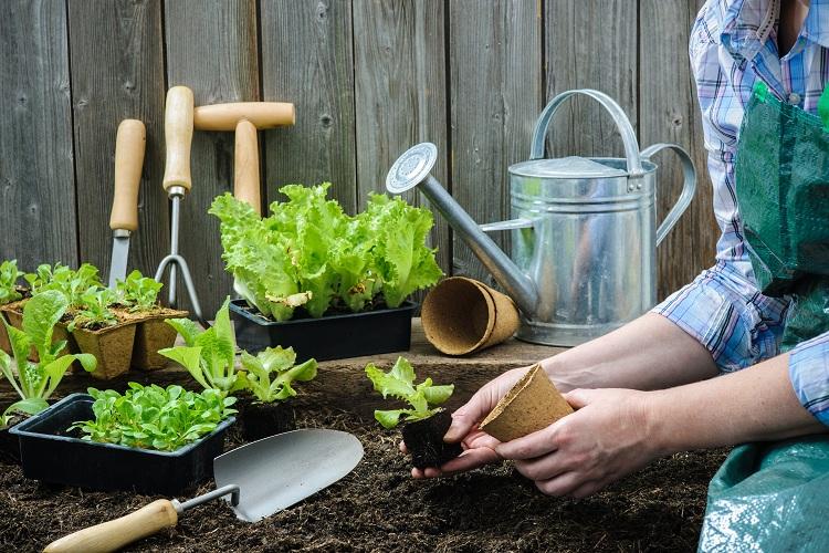 Quer comer alimentos orgânicos, mas sem gastar muito? Invista na sua própria horta de berinjela e outros legumes e passe a ter uma vida mais saudável!