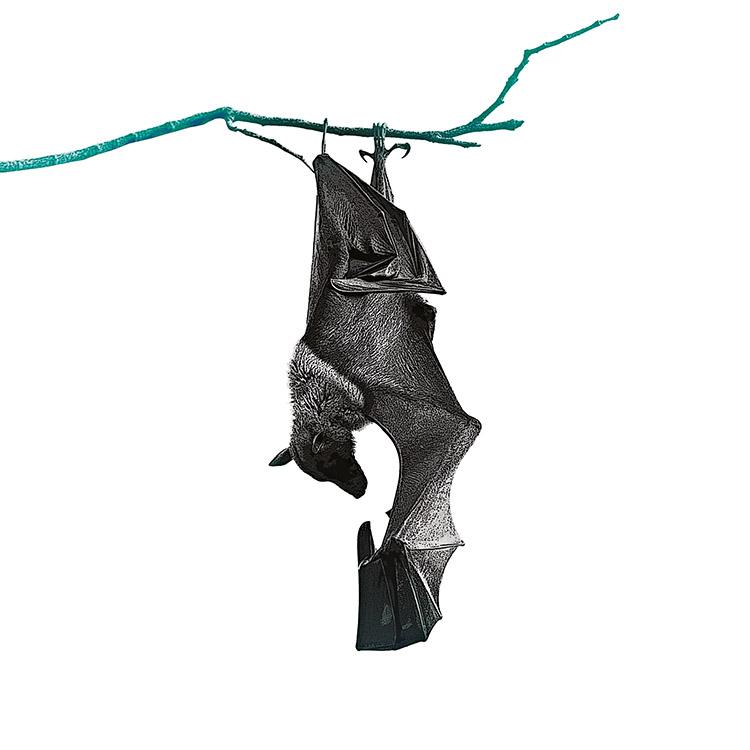Mundo animal: por que os morcegos gostam de sangue? 