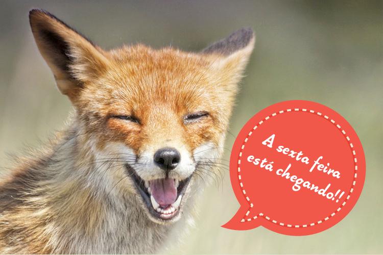Uma fotógrafa holandesa capturou a intimidade da vida de algumas raposas. Confira as expressões das raposinhas que podem traduzir nossos sentimentos!