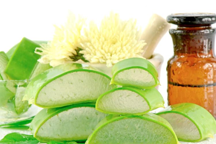 Confira alguns benefícios da Aloe Vera para a sua pele durante a estação mais quente do ano!