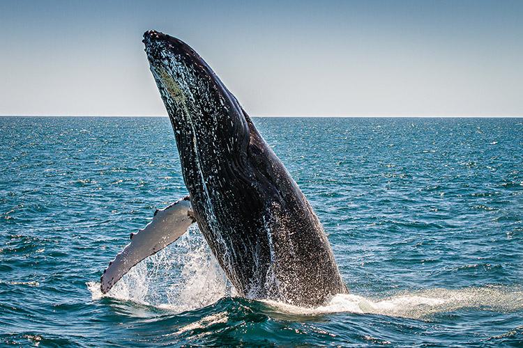 Os maiores mamíferos do mundo são descendentes de animais que viveram há milhões de anos. Descubra 4 coisas sobre as baleias que você não sabia!