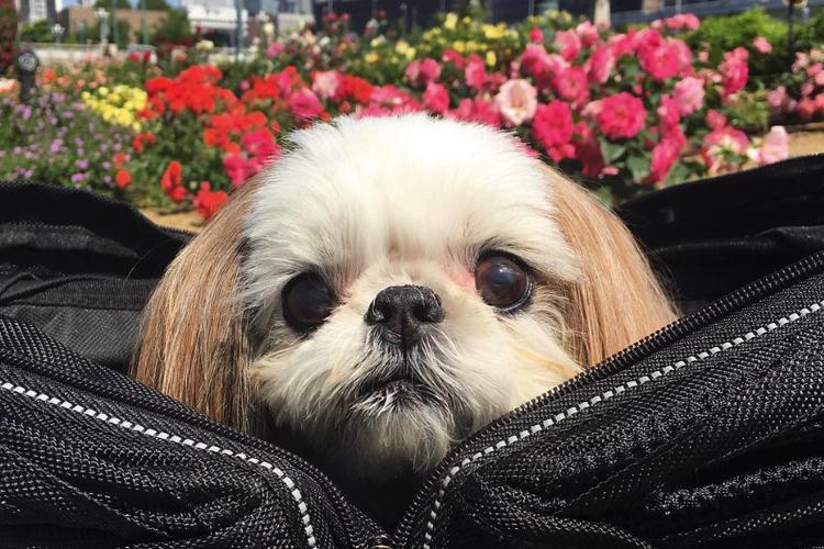 Fofura do dia: cachorros fofos para seguir no Instagram, veja fotos! 