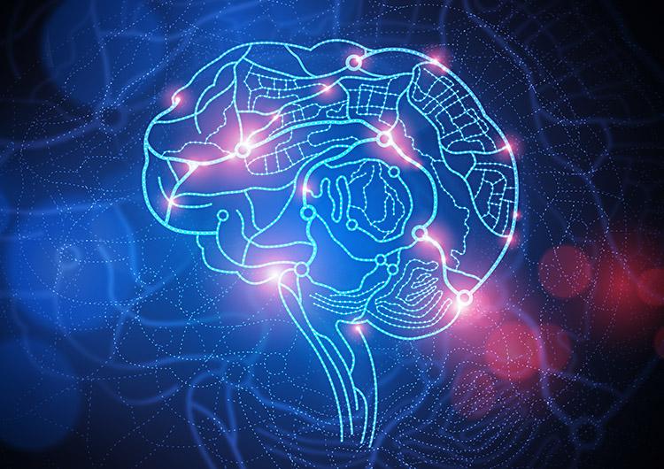Diversas áreas do cérebro humano estão envolvidas em nosso processo de inteligência. Conheça e entenda a função de todas elas!