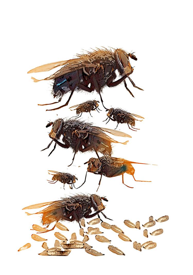 Entomologista forense: conheça esse trabalho excêntrico 