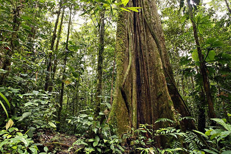 8 fatos sobre a Amazônia 