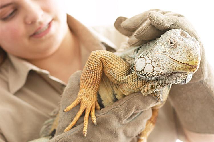 Já pensou em ter uma iguana? E um furão? É possível criar esses e muitos outros bichinhos legais. Veja 6 opções de pets “diferentes” para se ter em casa!
