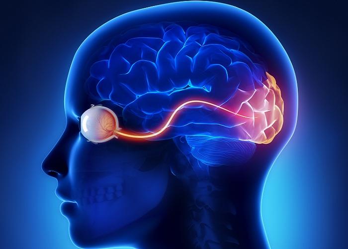 Os nossos cinco sentidos têm papéis fundamentais nas atividades cerebrais. Veja como a linguagem visual ajuda a desenvolver a inteligência
