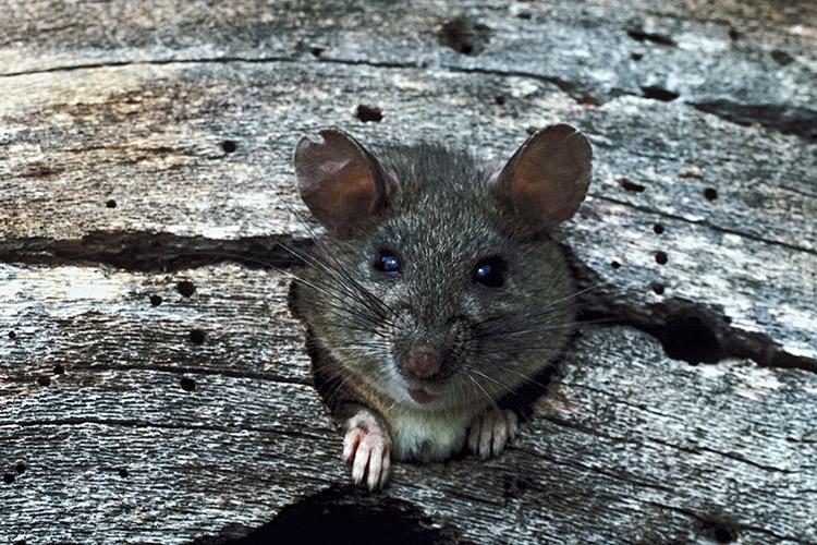Você acha que todos os ratinhos são iguais? Negativo! Aprenda as diferenças entre os roedores mais comuns e conheça suas características!