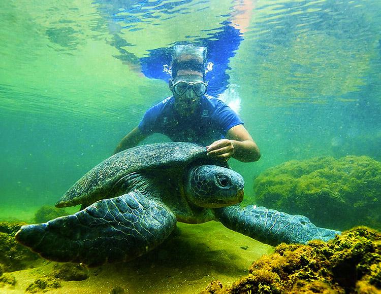 Saiba mais sobre o projeto brasileiro que ajuda a salvar a vida de diversas espécies e ninhadas de tartarugas-marinhas por ano!