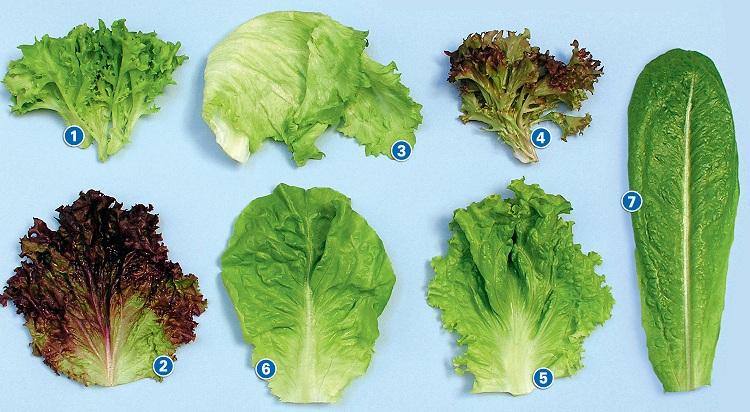 Alface: fique por dentro dos diferentes tipos da verdura! 