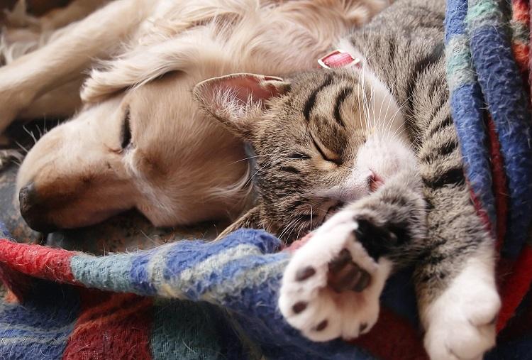 É verdade: gatos, cachorros e outros mamíferos também sonham. E eles todos passam por um mesmo estágio de sonhos que os humanos
