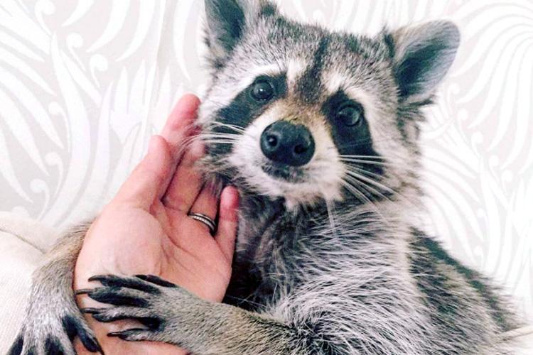 7 perfis de animais fofos para seguir no Instagram! 