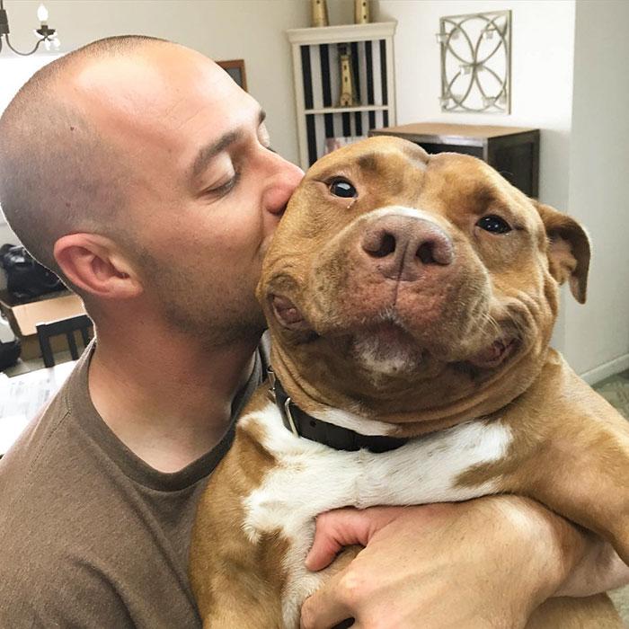 Cachorro pitbull é resgatado por família e não consegue mais parar de sorrir 