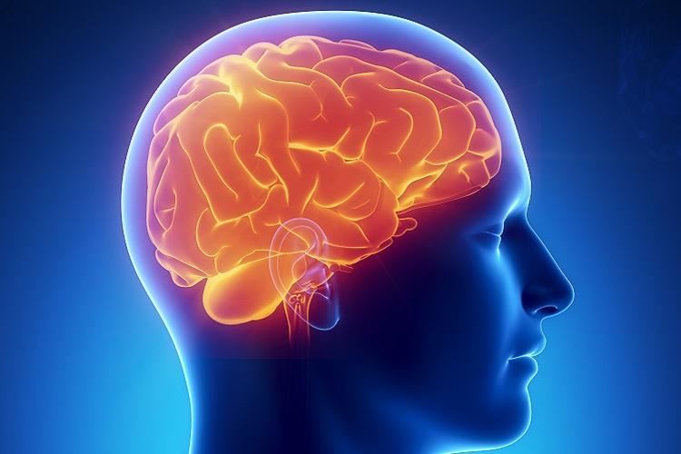 O cérebro é o órgão que, basicamente, comanda o corpo humano. E quando se trata das capacidades cognitivas, como a inteligência, não é diferente
