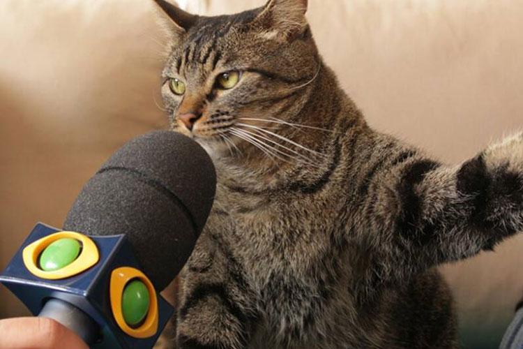 E se os animais falassem? O que será que eles diriam? Uma imagem de um gatinho entrevistado rendeu muitas respostas que vão te fazer morrer de rir!