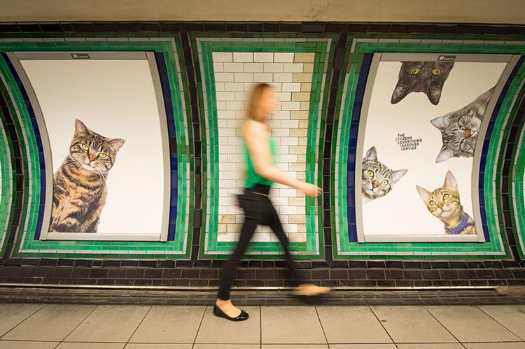 Campanha de financiamento coletivo deixará as fotos de gatos durante duas semanas em estação de Londres. Entenda o motivo!