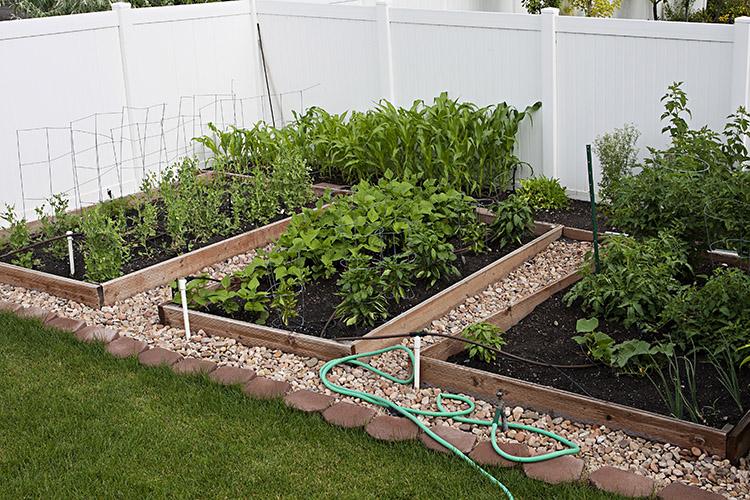 Cultivar uma horta caseira é uma boa opção para quem deseja produzir alimentos frescos e se livrar dos agrotóxicos. Saiba o que você precisa para ter a sua!