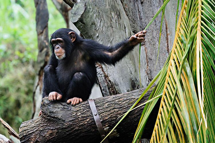 Mente animal: os macacos filhotes aprendem observando os mais velhos 