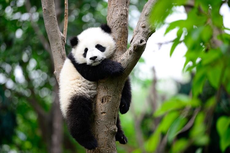 O panda gigante acaba de sair da lista de espécies em risco de extinção. Porém, para compensar, o gorila-do-oriente foi considerado criticamente em perigo