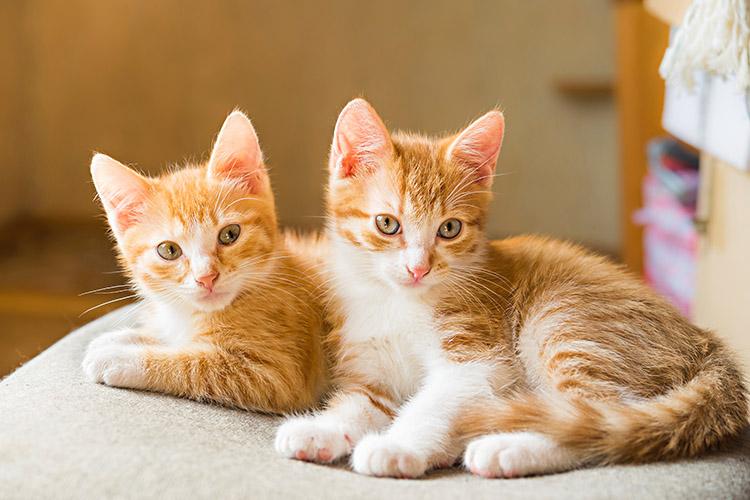 Seus gatos adoram arranharam os móveis? Aprenda a conter esse problema e deixar sua casa protegida desse hábito dos bichanos!