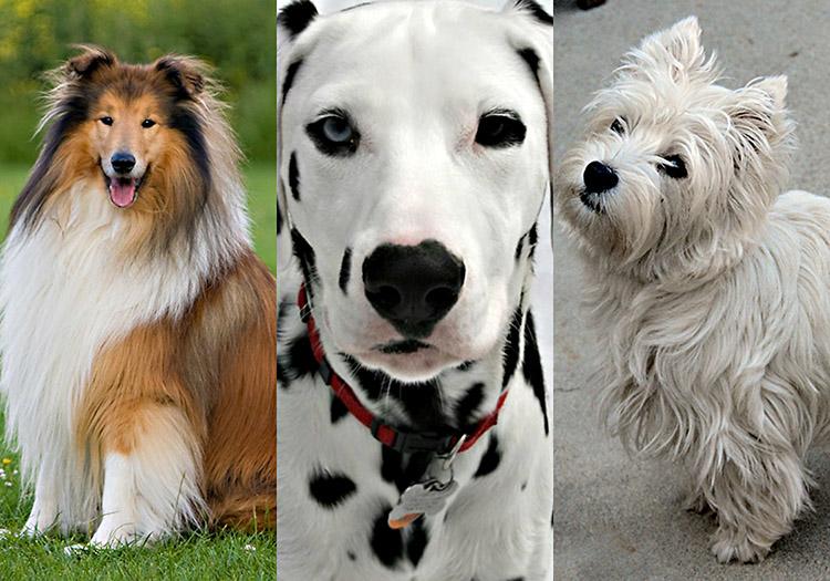 7 raças de cachorros que ficaram famosas 