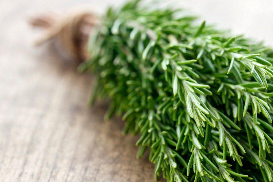 Você já conhece os benefícios do alecrim? A erva pode ser usada em forma de chás, em meio a saladas ou como tempero. Saiba como plantar alecrim e ter essa plantinha em sua casa!