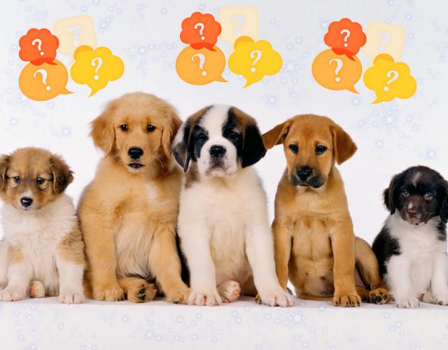 Teste: qual raça de cachorro você seria? 