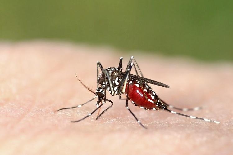 Zika vírus e microcefalia: veja as principais dúvidas 