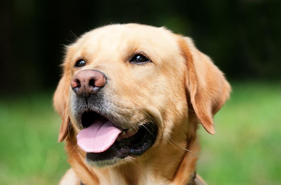 Conheça mais sobre a raça Labrador, um cão dócil e sociável 