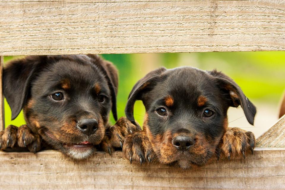 Conheça a história e as características dos Rottweilers. Conhecidos por serem fiéis e grandes companheiros, esses cães também desempenham o papel de guarda.