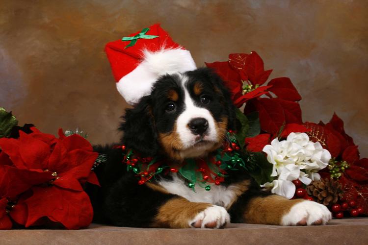 Você vai se encantar com esses 12 cachorrinhos fofos vestidos para o Natal 