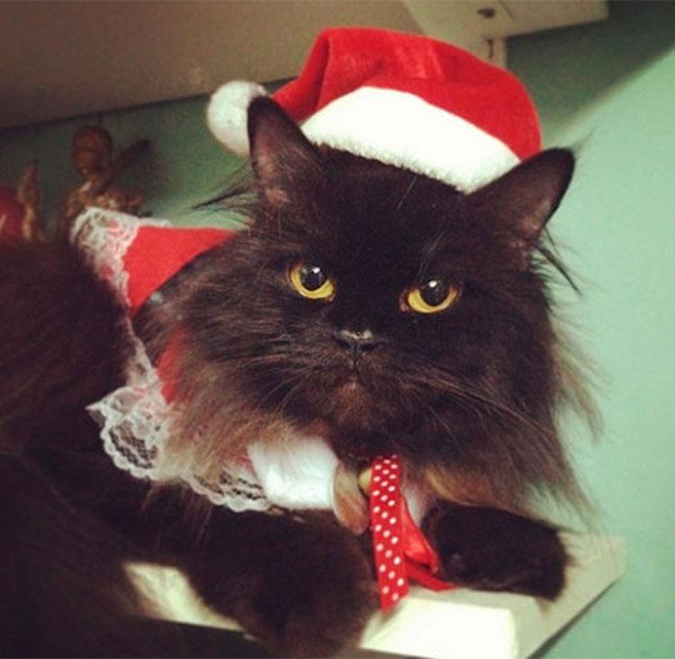 Se você está entrando no clima natalino e não vê a hora do grande dia chegar, confira fotos de 10 gatinhos vestidos de Papai Noel!