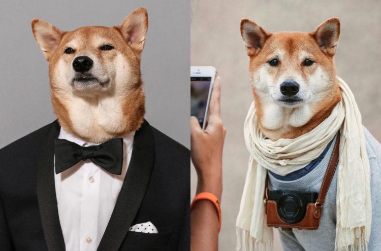 Fofura do dia: conheça o cachorro mais bem vestido da internet! 
