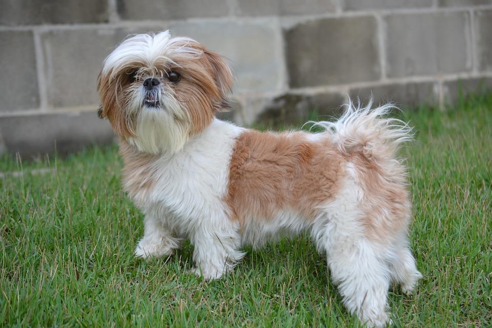 Saiba mais sobre a raça Shih-Tzu, um cãozinho extrovertido e brincalhão 