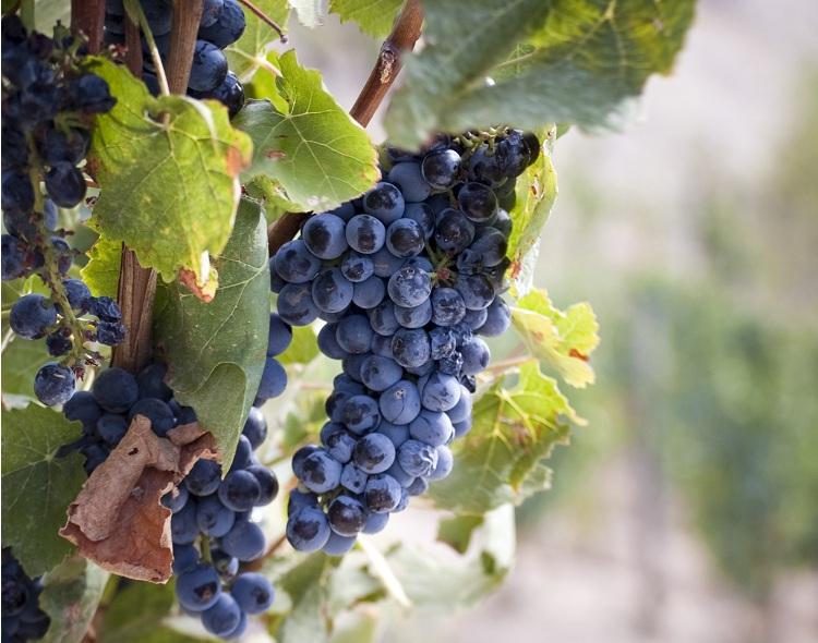 Conheça os benefícios da uva e suas propriedades antioxidantes 