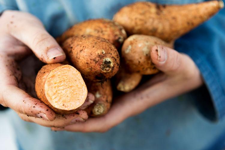 Água de cozimento da batata-doce pode ajudar no emagrecimento 