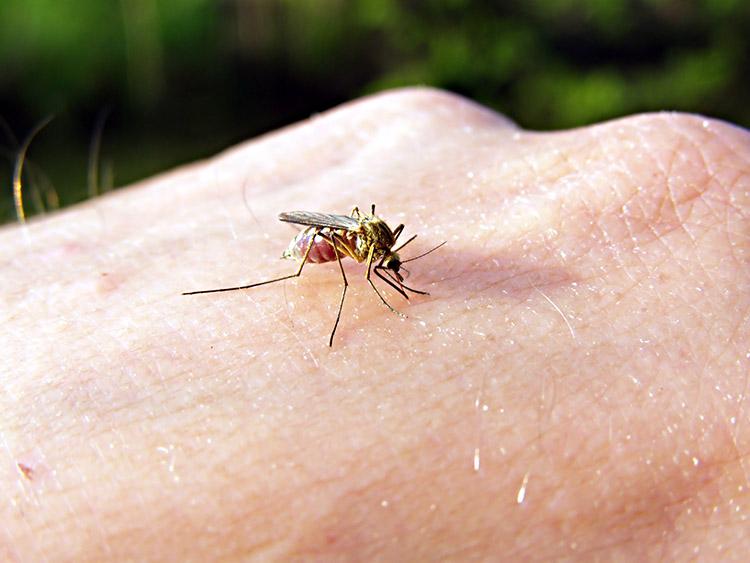 3 dicas para prevenir doenças causadas por mosquitos 