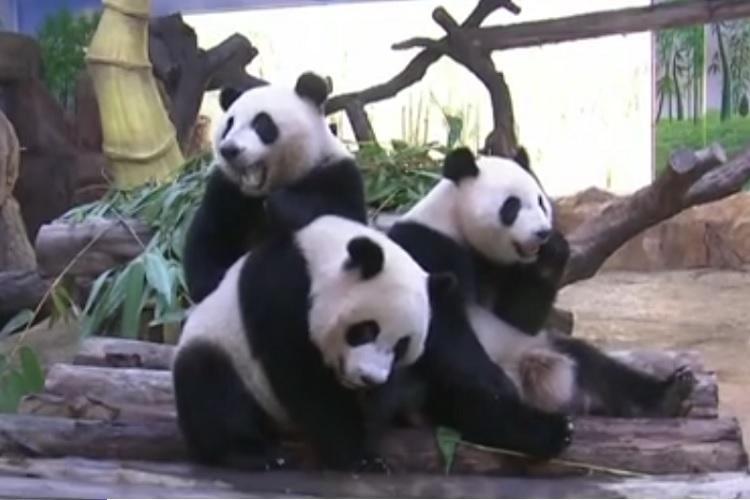 Pandas trigêmeos são os únicos da espécie panda gigante no mundo e chamam a atenção de chineses e turistas no Ano Novo Lunar da China