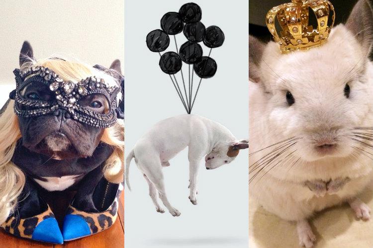 Fotos criativas e fofas de pets nas redes sociais é sucesso garantido! Confira 8 perfis de pets no Instagram para você seguir e se apaixonar.