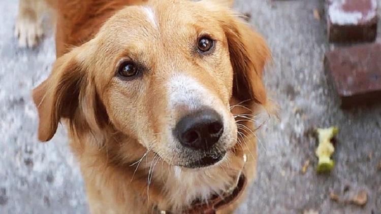 “Quatro Vidas de Um Cachorro”: investigação nega maus-tratos a cão 
