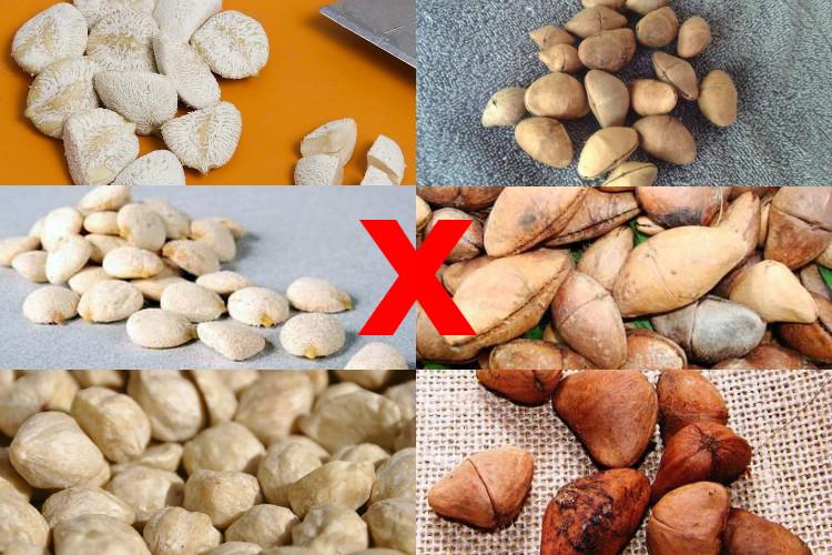 Duas sementes consideradas emagrecedores naturais foram proibidas pela Anvisa por serem tóxicas. Clique no link e saiba mais detalhes!