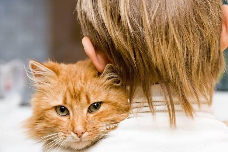 Gatos gostam mais de humanos do que de comida, revela pesquisa 
