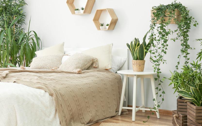 Está com dificuldade para dormir? Colocar plantas que auxiliam o sono no seu quarto pode ajudar a dormir melhor e profundamente. Veja quais são indicadas!