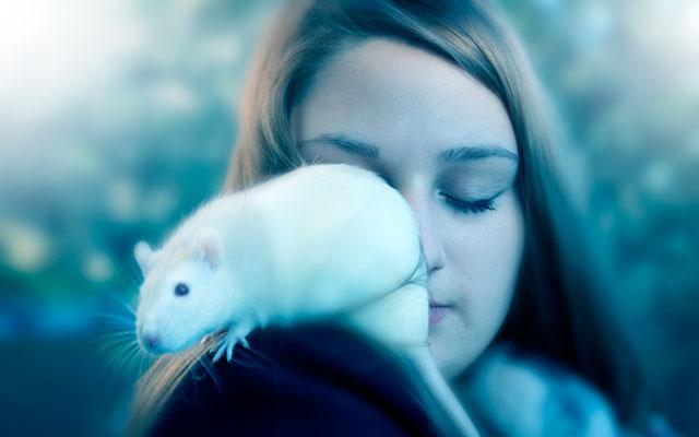 Sonhar com ratos: descubra o significado desse sonho 