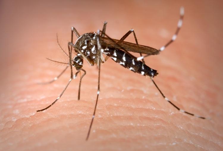 Sabia que o zika vírus pode causar alguns problemas no coração? 