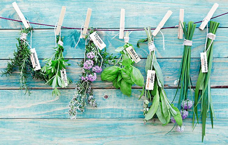 Sálvia: aprenda a plantar essa erva medicinal em casa e aproveite! 