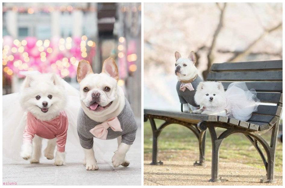 Para tudo e vem ver que fofura: cachorrinhos ficam noivos e fazem ensaio fotográfico. O sucesso foi tanto que eles ganharam um perfil no Instagram! Vem ver!